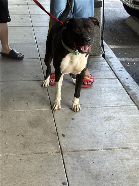 adoptable Dog in Chatsworth, CA named MILO
