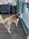 adoptable Dog in Chatsworth, CA named CANELO