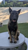 adoptable Dog in  named REUBEN