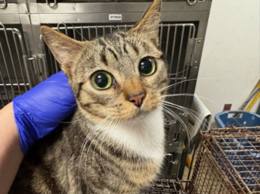 adoptable Cat in Chatsworth, CA named RIDER