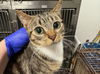 adoptable Cat in Chatsworth, CA named RIDER