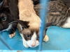 adoptable Cat in Chatsworth, CA named MOCHA