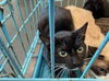 adoptable Cat in Chatsworth, CA named TOT