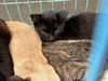 adoptable Cat in Chatsworth, CA named TATER