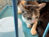 adoptable Cat in Chatsworth, CA named JAMIE