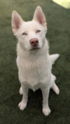 adoptable Dog in  named RINGO