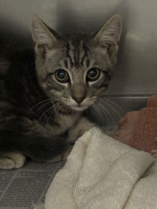 adoptable Cat in Chatsworth, CA named LIGHTNING