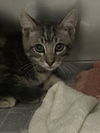 adoptable Cat in Chatsworth, CA named LIGHTNING