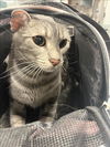 adoptable Cat in Chatsworth, CA named NYLA