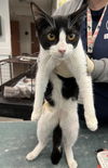 adoptable Cat in Chatsworth, CA named HOPE