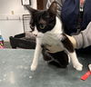 adoptable Cat in Chatsworth, CA named DOT