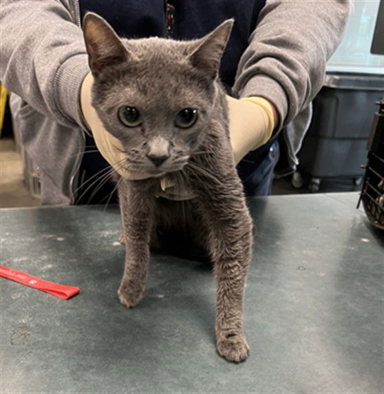 adoptable Cat in Chatsworth, CA named PUFFY