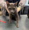 adoptable Cat in Chatsworth, CA named PUFFY