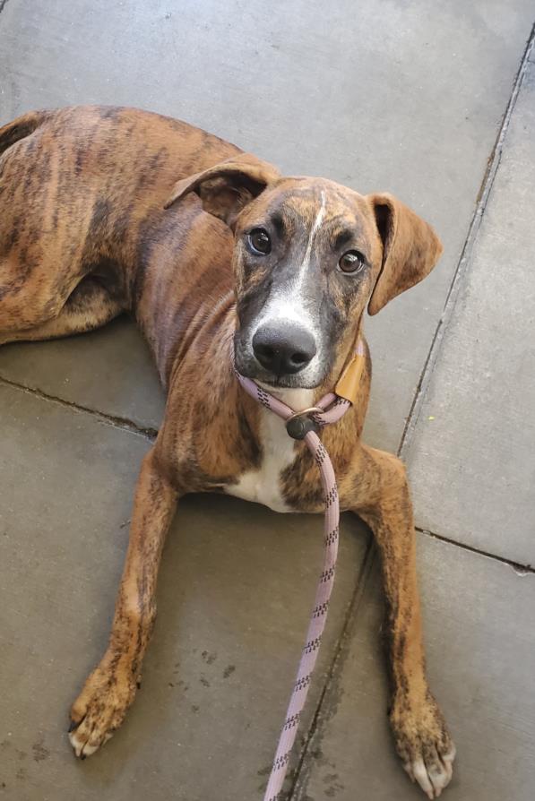 adoptable Dog in Chatsworth, CA named KURLY
