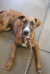 adoptable Dog in  named KURLY