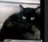 adoptable Cat in  named JUICY