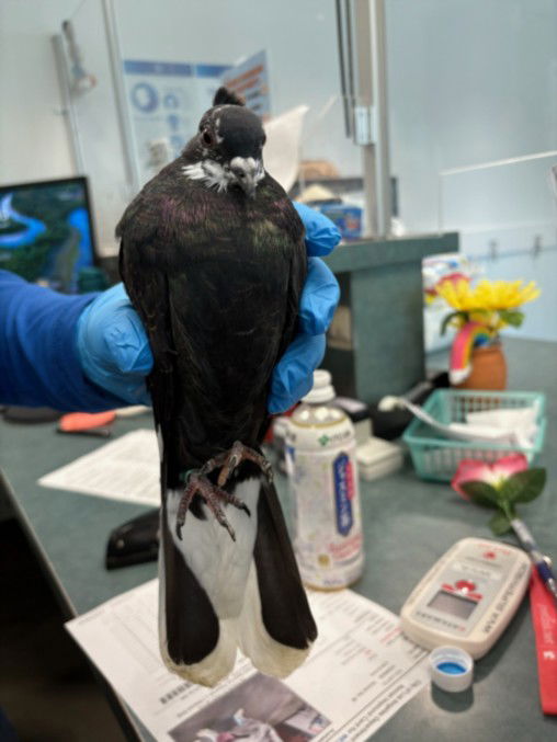 adoptable Bird in Chatsworth, CA named A2209821
