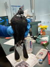 adoptable Bird in  named A2209821