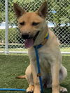 adoptable Dog in  named BRANDI
