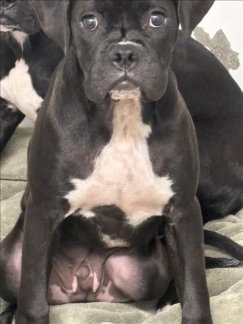 adoptable Dog in Chatsworth, CA named ZEUS