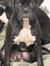 adoptable Dog in  named ZEUS