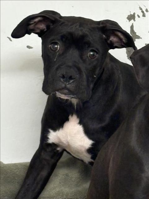 adoptable Dog in Chatsworth, CA named ATHENA