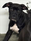 adoptable Dog in  named ATHENA