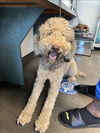 adoptable Dog in  named RYDER