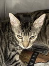 adoptable Cat in  named TIA