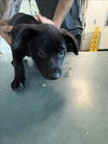 adoptable Dog in  named A2211857