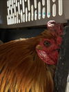 adoptable Chicken in  named A2211869