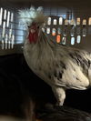 adoptable Chicken in  named A2211870