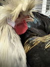 adoptable Chicken in  named A2211871