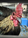 adoptable Chicken in  named A2211872