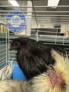 adoptable Chicken in  named A2211874