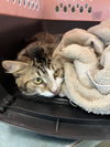 adoptable Cat in  named SAMMY