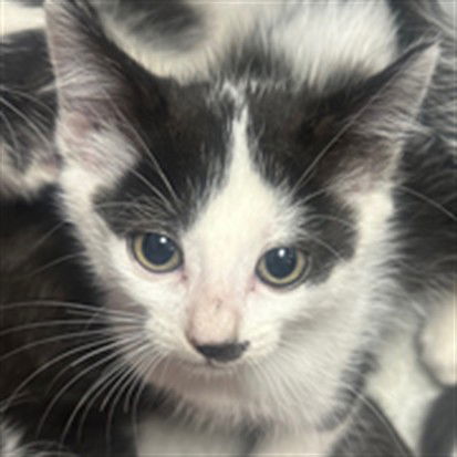 adoptable Cat in Chatsworth, CA named NIMBUS
