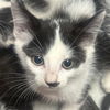 adoptable Cat in  named NIMBUS