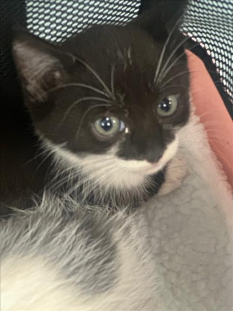 adoptable Cat in Chatsworth, CA named ZIRRA