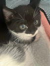 adoptable Cat in  named ZIRRA