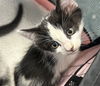 adoptable Cat in  named CLOVERPAW