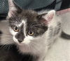 adoptable Cat in  named MOCHI
