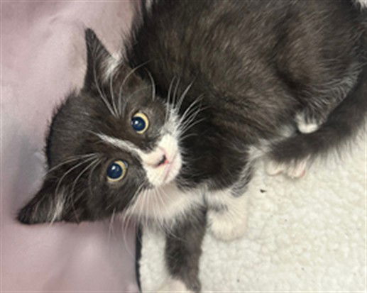 adoptable Cat in Chatsworth, CA named QUILLAN