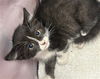 adoptable Cat in  named QUILLAN
