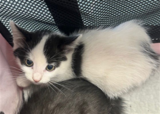 adoptable Cat in Chatsworth, CA named TANGO