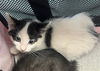 adoptable Cat in  named TANGO