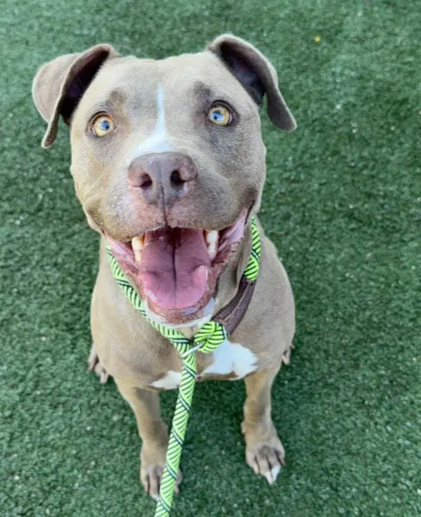 Gracey - American Staffordshire Terrier