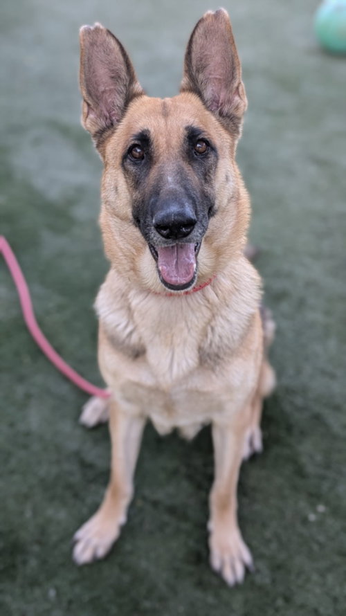 NADIA - German Shepherd Dog available for adoption