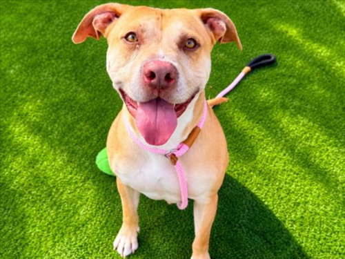 MANDO - Staffordshire Bull Terrier for adoption in Santa Clarita