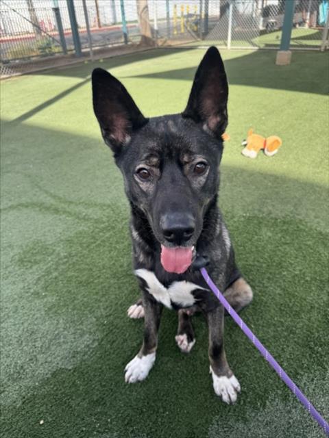 CHASE - German Shepherd Dog available for adoption